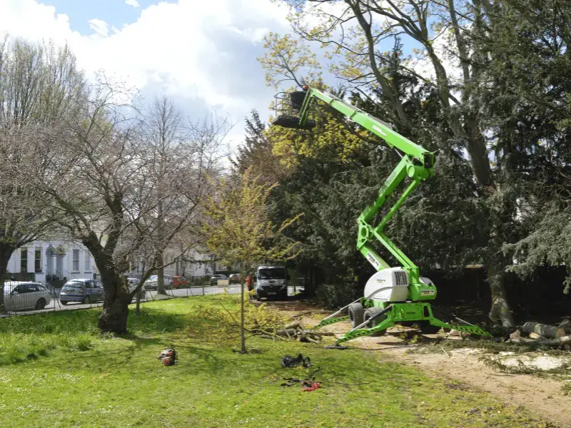 Arborist in a mobile elevating platform cutting trees for the local council