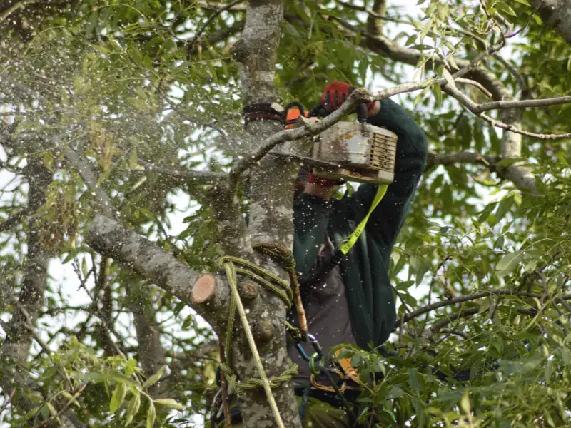 Tree surgeon thinning a tree's branches using a chainsaw