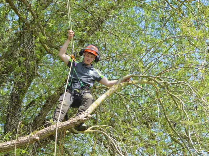 Tree surgeon limb walking on a dead branch