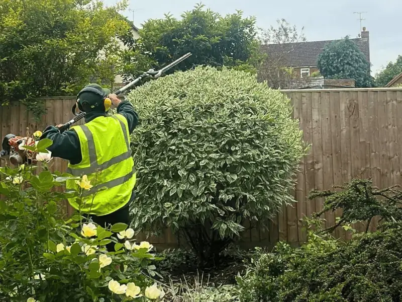 Gardener Trimming a Bush With a Hedge Trimmer