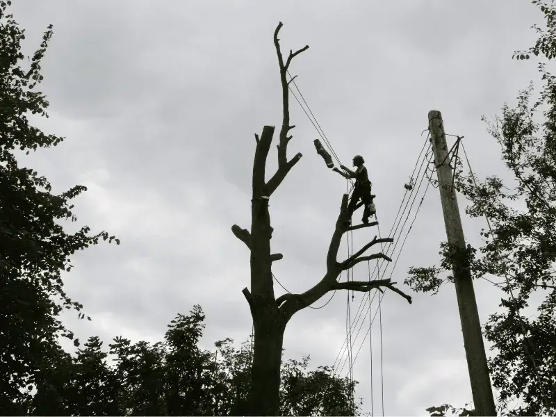 Tree surgeon pollarding a tree and throwing down a cut-off branch.