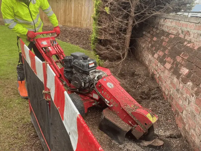 Tree surgeon using a stump grinder on a stump in a garden, next to a red brick wall.
