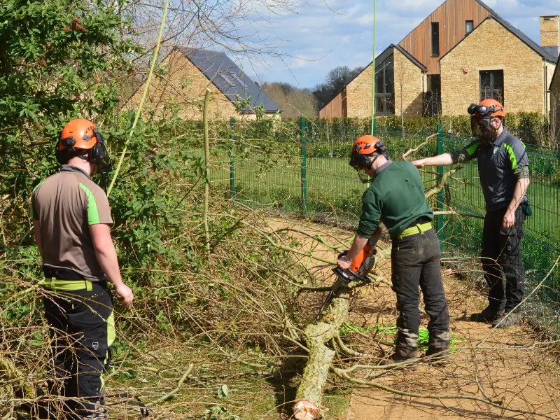 Three tree surgeons lowering a branch down onto a path and segmenting it with a chainsaw.