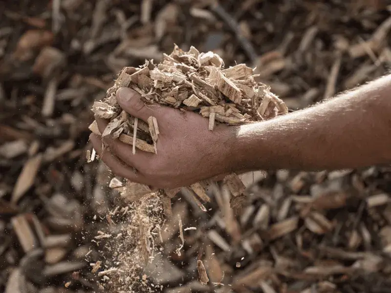 Man holding a small pile of wood chip in his hands, letting it slip through his fingers.