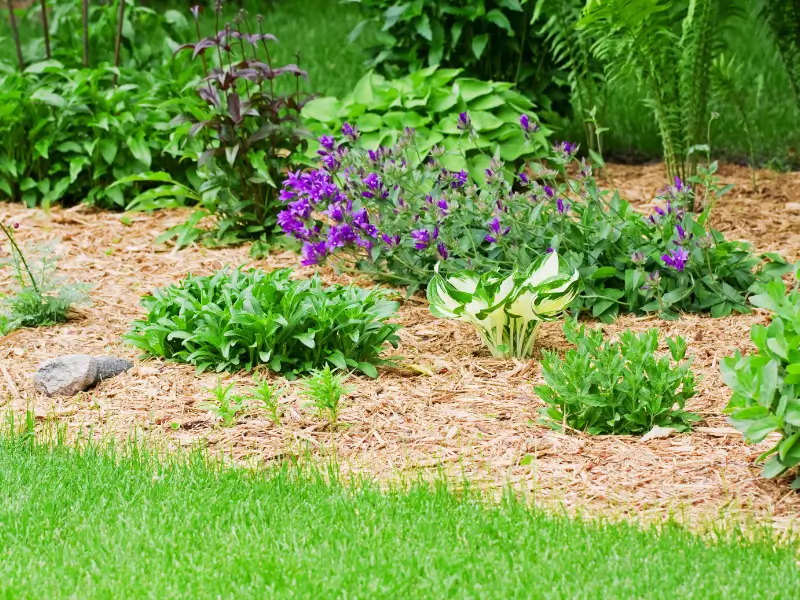 A lovely flower bed filled with mixed wood chip