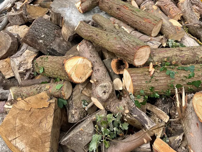 Pile of mixed wood logs