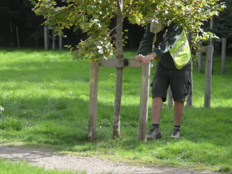 Silver Tree Services operative installing a tree support