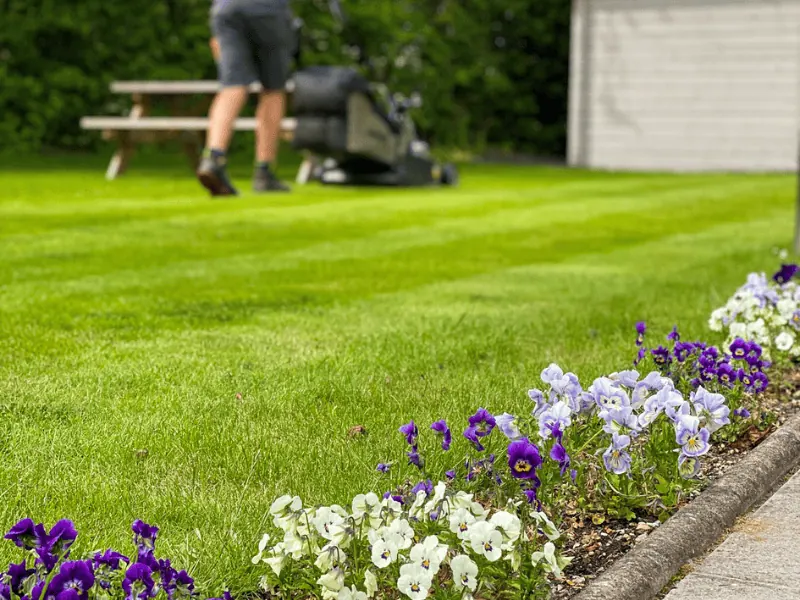 Close-up of a flower bed filled with white and purple flowers, with a silver-clad tree service worker in the background mowing striped patterns into the grass of a commercial property.