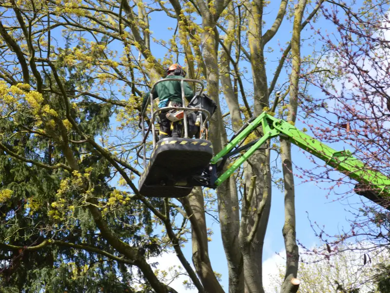 Arborist standing inside a mobile elevating platform